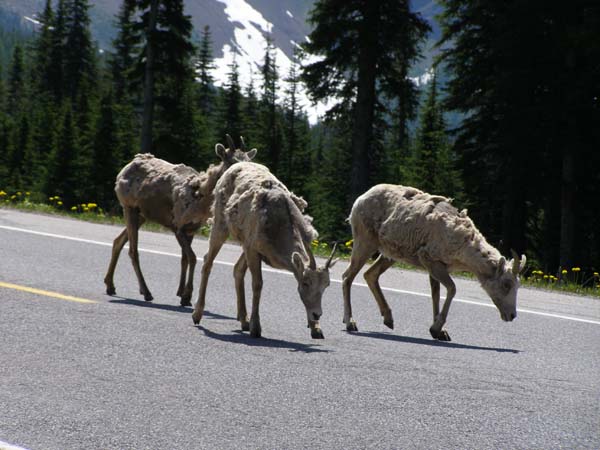 Canada2006RFoster 939